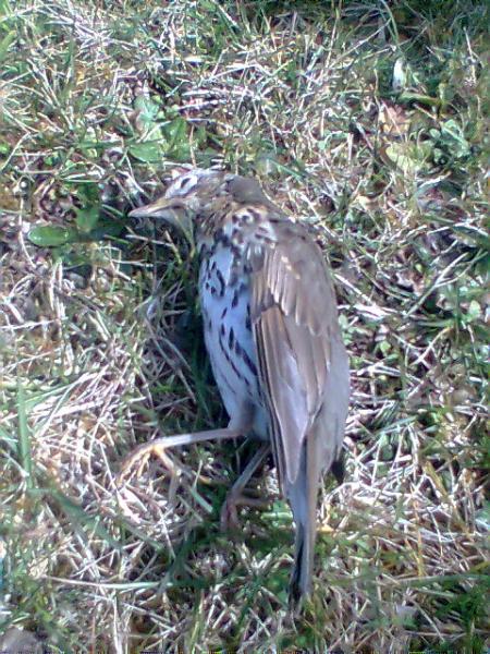 Le Piaf qui c'est pris ma vitre
