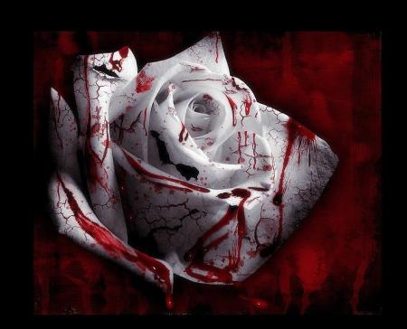 Bloody rose